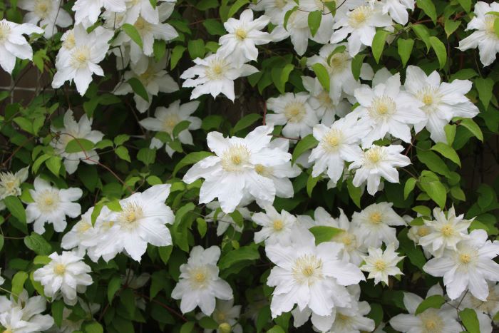 Рясне квітування клематису Dancing Dorien